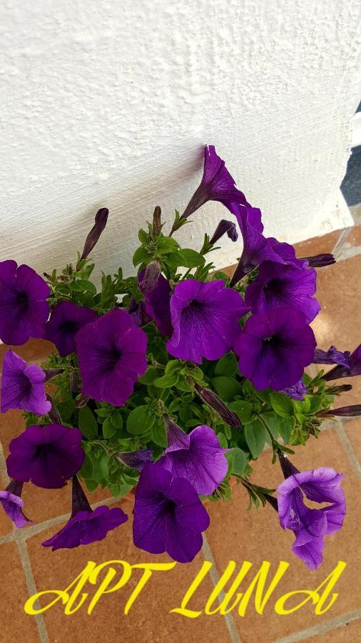 Apartament Casa Annunziata Ravello Zewnętrze zdjęcie